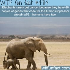 Why elephants rarely get cancer!   ~WTF awesome fun facts Elephant Facts, Fun Facts About Animals, Baby Elephants, Elephant Love, Animal Facts, An Elephant, The More You Know, Faith In Humanity, Animals Friends