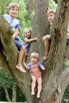 four children are sitting in the branches of a tree and one child is standing up