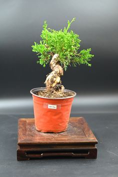 Live Shimpaku Juniper Outdoor Bonsai Tree With Decorative Container Same as Picture With Nutrition Soil - Etsy