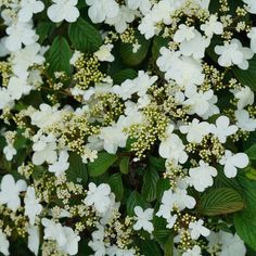 white flowers with green leaves on the ground