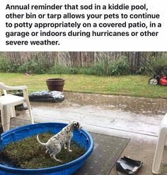 a dog standing in a blue tub on top of a cement floor next to a lawn