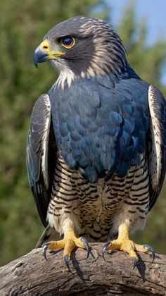 a large bird sitting on top of a tree branch next to some green trees in the background