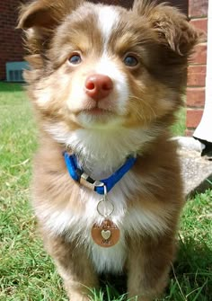 a small brown and white dog sitting on top of a grass covered field next to a brick building