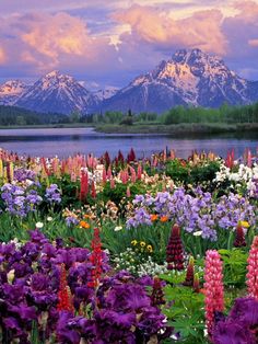 a field full of colorful flowers next to a lake with mountains in the back ground