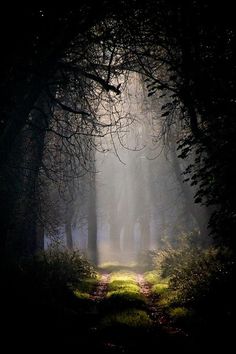 the sun is shining through the trees in the dark forest on a foggy day