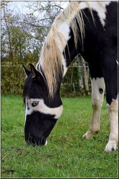 a black and white horse grazing on grass