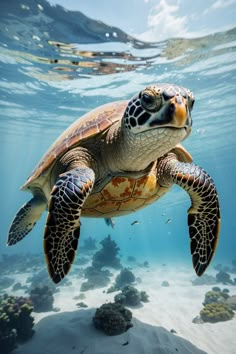 a sea turtle swimming in the ocean