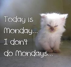 a white kitten sitting on top of a floor next to a wall with the words today is monday i don't do mornings