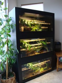 an aquarium with plants in it next to a table and a plant potted on the floor