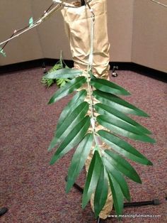 a plant with long green leaves is in the middle of an office cubicle area