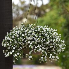 a hanging planter filled with white flowers