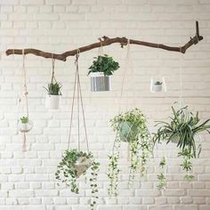 several hanging plants on a branch in front of a white brick wall with potted plants