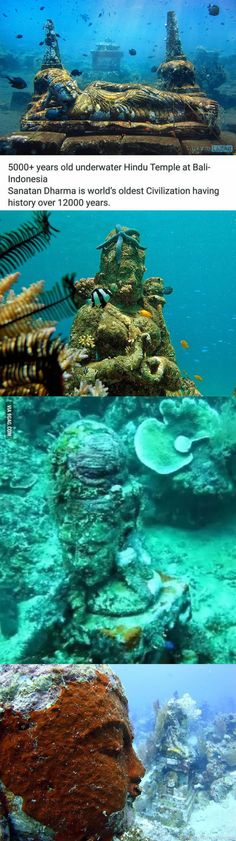 the underwater view shows different types of corals