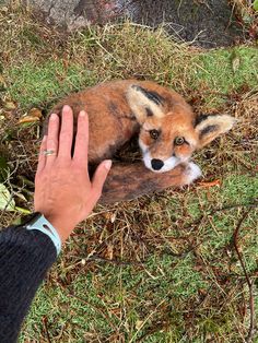 a hand reaching out towards a stuffed fox on the ground with grass and bushes in the background