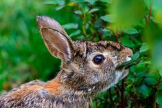 a close up of a small rabbit near some bushes and plants with its mouth open