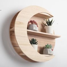 three potted plants are placed in the shape of a crescent on a wooden shelf