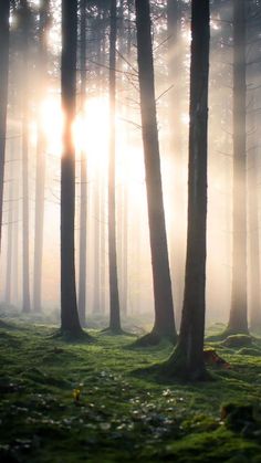 the sun shines through the foggy trees in a forest filled with green grass