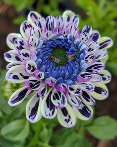 a purple and white flower with a bee on it's center surrounded by green leaves