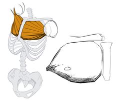 an image of a skeleton with muscles drawn on it's back and side view