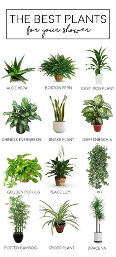 the best plants for your shower are in this postcard from zapiz com