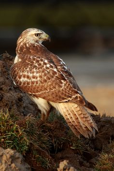 a brown and white bird sitting on top of a pile of dirt next to grass