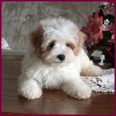 a small white dog laying on top of a wooden floor next to flowers and lace