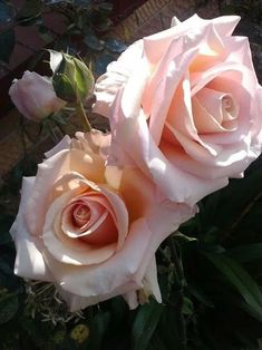 two pink roses sitting next to each other