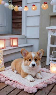 a small brown and white dog laying on top of a pink rug next to some lights