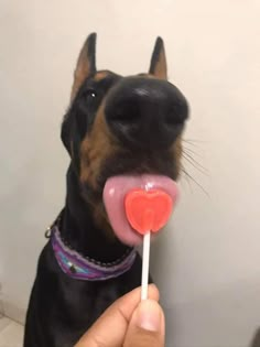 a person holding a lollipop in front of a dog's face with it's tongue sticking out