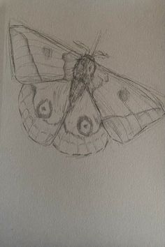 a drawing of a butterfly on the wall