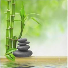 a bamboo plant and some black rocks on a wooden table with water in the background