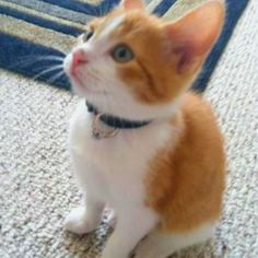 an orange and white cat sitting on the floor