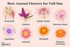 the best annual flowers for full sun, according to their blooming colors and names