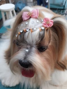 a small dog with a pink bow on it's head sitting on the floor