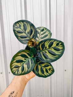 a person's hand holding up a green and yellow plant in front of a white wall