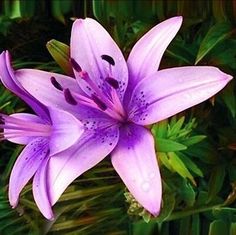 a purple flower with water droplets on it