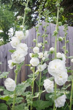 white flowers are growing in front of a wooden fence