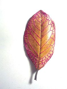 a leaf that is laying down on a white surface with pink and yellow lines around it