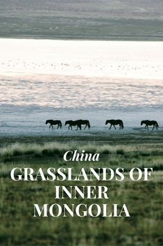 the cover of china grasslands of inner mongola, with horses walking in the distance