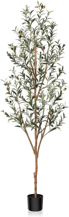 an olive tree in a black pot on a white background