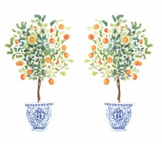 two blue and white vases with orange trees in them