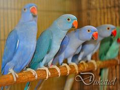 five blue and green parakeets are sitting on a perch