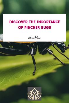 Close-up of a pincher bug on a leaf with the text "Discover the Importance of Pincher Bugs" above. Earwigs, Deeper Meaning, Learning Journey, Life Cycle, Life Cycles, Bugs, Insects