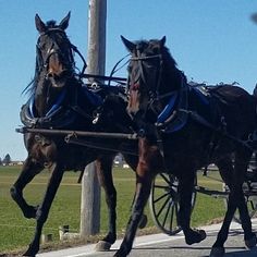 two horses pulling a carriage down the street