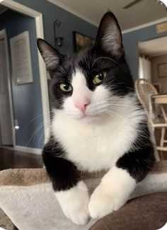 a black and white cat sitting on top of a bed