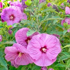 pink flowers are blooming in the garden with green leaves and purple flowers behind them