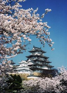 a tall white building surrounded by cherry blossoms