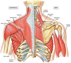 the muscles are shown in this diagram, and there is also an image of them