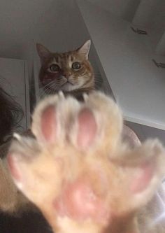 a woman is holding up her cat's paw to the camera while it looks like they are looking at something