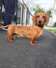 a brown dachshund standing next to a man in blue pants and black shoes